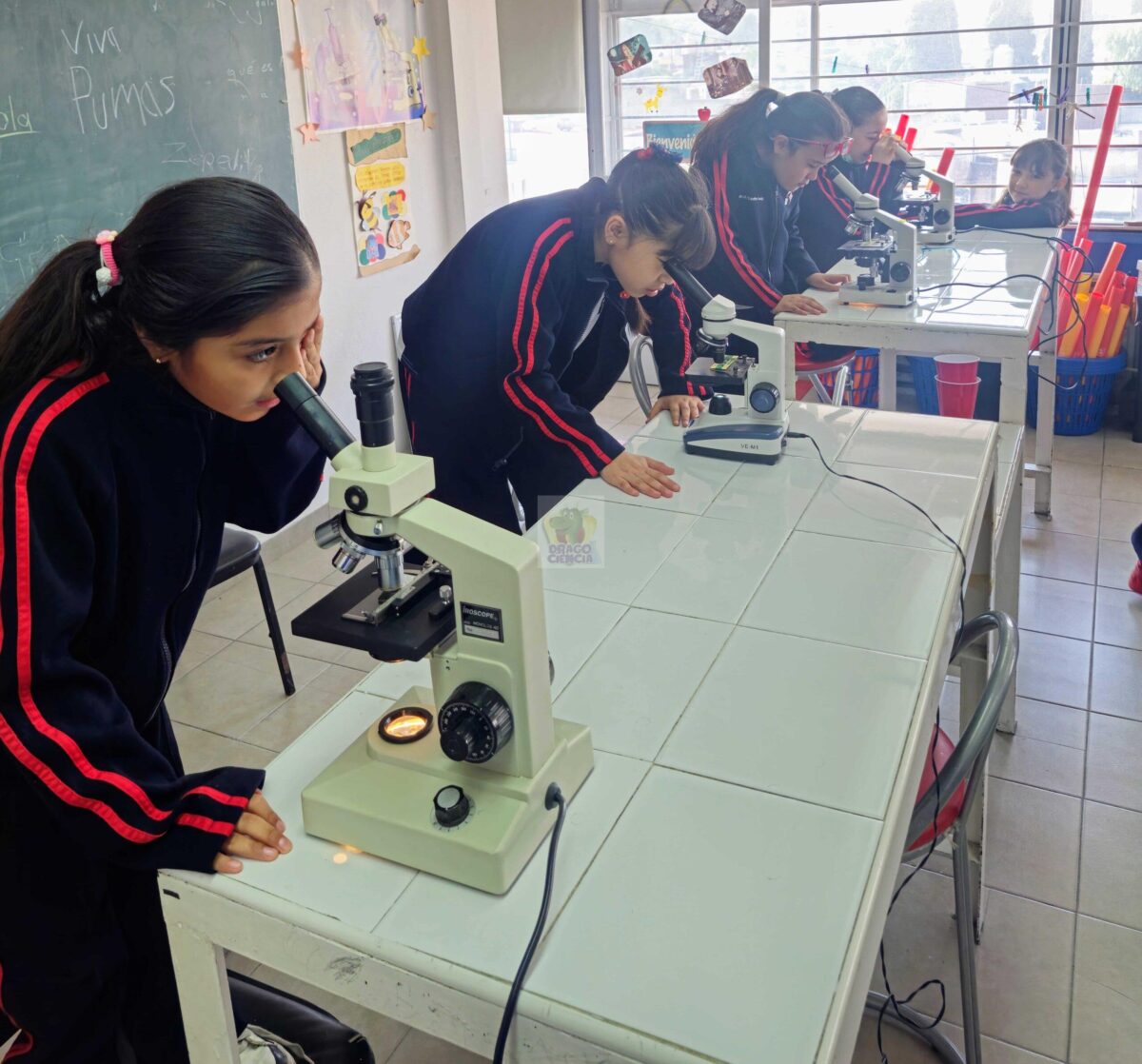 A través del microscopio